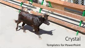  Presentation with traditional - Presentation design having spain running of the bulls background and a light gray colored foreground