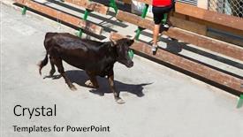  Presentation with traditional - Colorful slides enhanced with spain running of the bulls backdrop and a light gray colored foreground