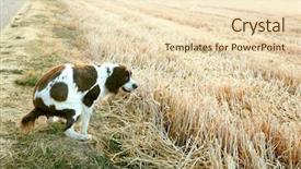  Presentation with walk - Amazing theme having spaniel dog doing a poo backdrop and a lemonade colored foreground