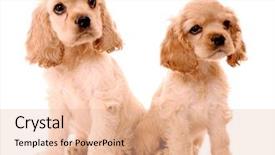  Presentation with puppy english cocker spaniel - Beautiful PPT layouts featuring spaniel puppies isolated on white backdrop and a lemonade colored foreground