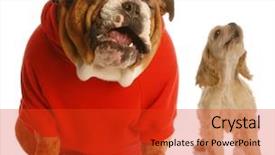  Presentation with puppy english cocker spaniel - PPT layouts consisting of spaniel puppy howling a song background and a red colored foreground