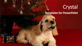  Presentation with christmas red - Amazing theme having spaniel puppy playing with christmas backdrop and a tawny brown colored foreground