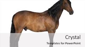  Presentation with white horse - Presentation theme featuring yellow orange and red autumn leaves on sunny day in oxford university parks fall landscape with colorful foliage beautiful background background and a gold colored foreground