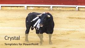  Presentation with spanish - Colorful slide set enhanced with spanish bullfight the enraged bull backdrop and a yellow colored foreground