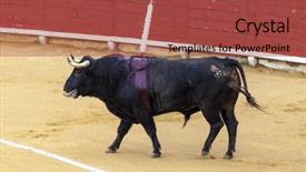  Presentation with spanish - PPT layouts having spanish bullfight the enraged bull background and a red colored foreground