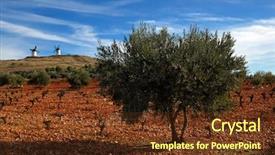  Presentation with olive trees - Theme with spanish field with vineyard olive background and a tawny brown colored foreground