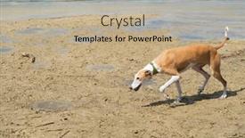  Presentation with spanish - Cool new presentation design with spanish-galgo-with-necklace-walking backdrop and a mint green colored foreground