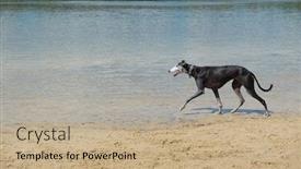  Presentation with spanish - Presentation with spanish-galgo-with-necklace-walking background and a mint green colored foreground