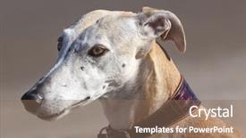  Presentation with greyhound - PPT theme having spanish greyhound portrait of purebred background and a coral colored foreground