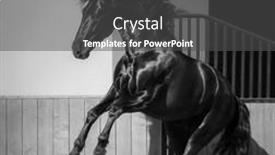  Presentation with white horse - Presentation design with spanish-horse-play-in-paddock background and a dark gray colored foreground