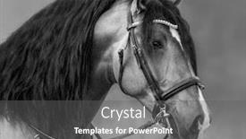  Presentation with white horse - Colorful slides enhanced with spanish-horse-with-long-mane backdrop and a gray colored foreground