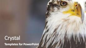  Presentation with eagle - Slide set featuring spanish imperial eagle portrait close-up background and a gray colored foreground