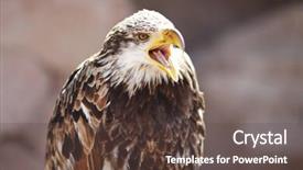  Presentation with eagle - Beautiful PPT theme featuring spanish imperial eagle portrait close-up backdrop and a tawny brown colored foreground
