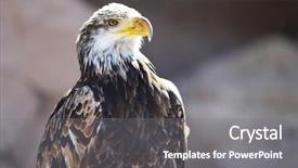  Presentation with wind energy close up portrait - Audience pleasing slides consisting of spanish imperial eagle portrait close-up backdrop and a gray colored foreground