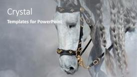  Presentation with spanish - Audience pleasing slide set consisting of spanish-light-gray-horse backdrop and a gray colored foreground