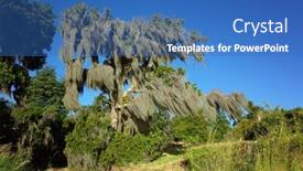  Presentation with moss - PPT layouts having spanish-moss-hanging-from-old background and a teal colored foreground