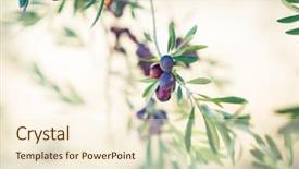  Presentation with olive grove - Cool new slide deck with spanish olive grove branch detail backdrop and a cream colored foreground