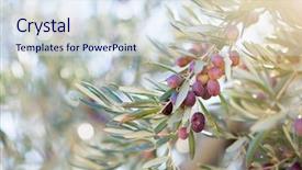  Presentation with olive grove - Presentation theme enhanced with spanish olive grove branch detail background and a sky blue colored foreground