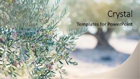  Presentation with olive grove - Slide deck with spanish olive grove branch detail background and a mint green colored foreground