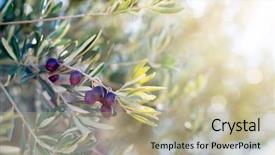  Presentation with olive grove - Amazing PPT theme having spanish olive grove branch detail backdrop and a mint green colored foreground