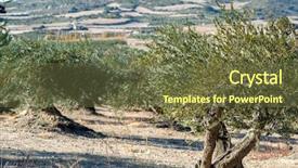  Presentation with olive grove - Presentation enhanced with spanish olive grove olive's background and a tawny brown colored foreground