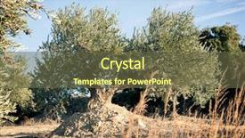  Presentation with olive grove - Presentation featuring spanish olive grove olive's background and a tawny brown colored foreground