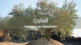  Presentation with olive grove - Cool new PPT theme with spanish olive grove olive's backdrop and a gray colored foreground