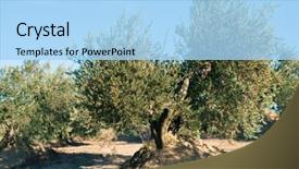  Presentation with olive grove - Slides having spanish olive grove olive's background and a light blue colored foreground