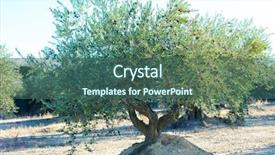  Presentation with olive grove - Slides enhanced with spanish olive grove olive's background and a ocean colored foreground