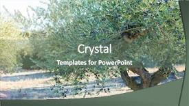  Presentation with olive grove - Amazing theme having spanish olive grove olive's backdrop and a gray colored foreground