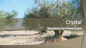  Presentation with olive grove - Presentation theme featuring spanish olive grove olive's background and a gray colored foreground