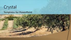  Presentation with olive grove - Presentation consisting of spanish olive grove olive's background and a arctic colored foreground