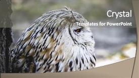  Presentation with ag fair - Amazing PPT layouts having spanish owl in a medieval backdrop and a gray colored foreground