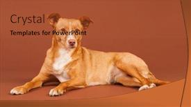  Presentation with spanish - Cool new slide deck with spanish-podenco-andaluz-on-beige backdrop and a red colored foreground