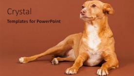  Presentation with spanish - Theme enhanced with spanish-podenco-andaluz-on-beige background and a red colored foreground