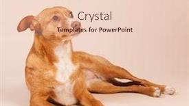  Presentation with spanish - Colorful PPT theme enhanced with spanish-podenco-andaluz-on-beige backdrop and a lemonade colored foreground