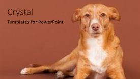  Presentation with spanish - Colorful presentation design enhanced with spanish-podenco-andaluz-on-brown backdrop and a red colored foreground