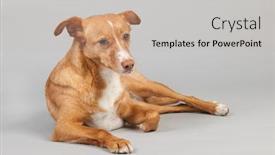  Presentation with spanish - Audience pleasing slide set consisting of spanish-podenco-andaluz-on-grey backdrop and a soft green colored foreground