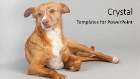  Presentation with spanish - Audience pleasing presentation design consisting of spanish-podenco-andaluz-on-grey backdrop and a light gray colored foreground