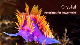  Presentation with spanish food - PPT layouts enhanced with spanish-shawl-nudibranch-snail-commonly background and a wine colored foreground