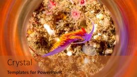  Presentation with magic shop - Presentation theme featuring spanish-shawl-nudibranch-snail-shot background and a red colored foreground