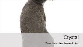  Presentation with old dog - PPT theme enhanced with spanish water spaniel dog 3 years old sitting in front of white background studio shot background and a light gray colored foreground