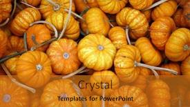  Presentation with thanksgiving - PPT theme enhanced with sparkler-pumpkins-sparkler-pumpkins-piled background and a gold colored foreground