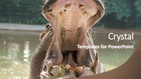  Presentation with zoo - Slides consisting of sparring hippos in zoo background and a violet colored foreground