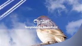  Presentation with sparrow - PPT theme consisting of sparrow-and-aircraft background and a teal colored foreground