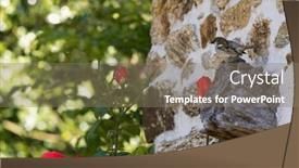  Presentation with sparrow - Slides consisting of sparrow-at-french-wall background and a gray colored foreground