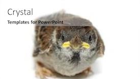  Presentation with sparrow - Beautiful PPT theme featuring sparrow chick baby yellow-beaked isolated on white background backdrop and a white colored foreground