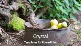  Presentation with sparrow - Slide deck enhanced with sparrow eating apples at the farm background and a dark gray colored foreground