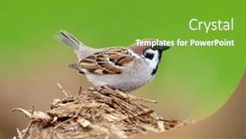  Presentation with sparrow - Colorful PPT theme enhanced with sparrow-in-natural-habitat backdrop and a tawny brown colored foreground