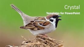  Presentation with sparrow - Presentation theme having portrait of school boy sleeping on desk background and a light gray colored foreground